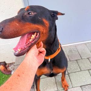 Bruiser 3595, Doberman Pinscher, adult, available for adoption