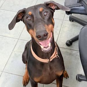 Kane 3015, Doberman Pinscher, adult, available for adoption