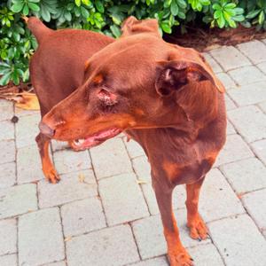 Bella 3628, Doberman Pinscher, young, available for adoption