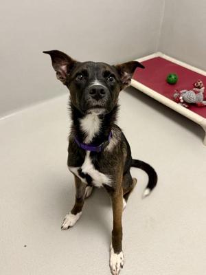 Sweet Boy, Mixed Breed, young, available for adoption