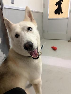 A white dog with blue eyes and a black nose is sitting on a concrete floor, looking up with its mouth open. In the background, there is a door with a silhouette of a dog on it and a red toy on the floor.