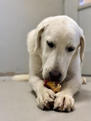 A white dog lying on the floor, chewing on a piece of food.