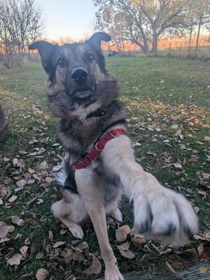 A German Shepherd dog wearing a red harness, standing on grass with autumn leaves, extending its paw towards the camera.