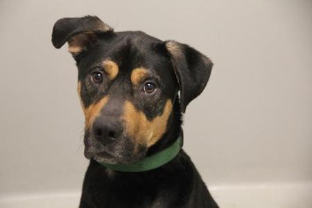 a black and tan dog with a green collar