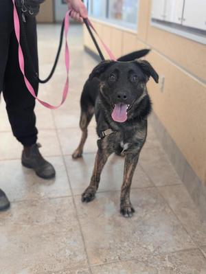 Boone, Mixed Breed, young, available for adoption