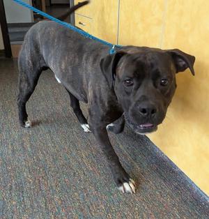 Bruno, Mixed Breed, young, available for adoption