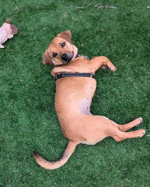 A brown dog lying on its back on a green artificial turf, wearing a black harness.