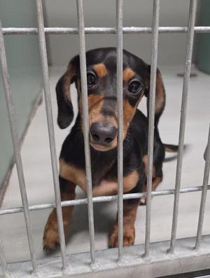 A black and tan dachshund puppy sitting behind metal bars in a cage.