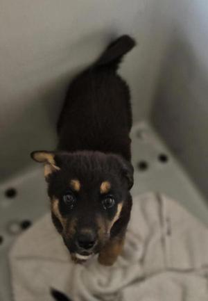 A small black and tan puppy with floppy ears is looking up at the camera from inside a white plastic container. The puppy has a fluffy coat and large, expressive eyes. The container appears to be a pet carrier or a similar enclosure.