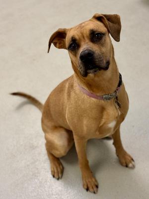 Bella, Mixed Breed, adult, available for adoption