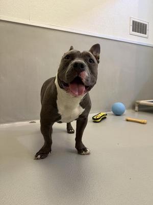 A happy pitbull with a gray and white coat, standing on a smooth floor, with a blue ball and a yellow toy in the background.