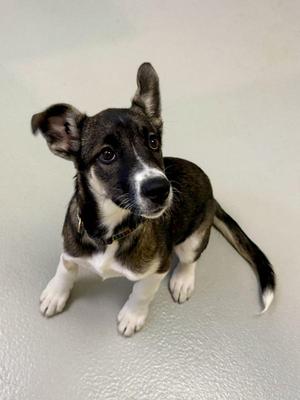 Gucci, Mixed Breed, puppy, available for adoption