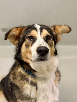 Grizz, Mixed Breed, adult, available for adoption