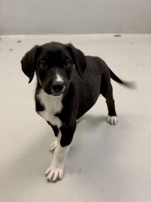 Happy, Mixed Breed, puppy, available for adoption