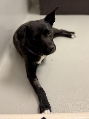 Jenny, Mixed Breed, adult, available for adoption