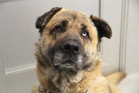 King, Mixed Breed, senior, available for adoption