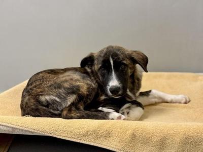 A brindle puppy with a white chest and paws is lying on a beige blanket. The puppy has a black nose and dark eyes, and its ears are floppy. The background is a plain gray wall.