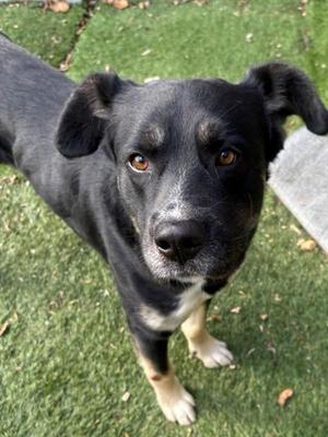 Volt, Shepherd, young, available for adoption