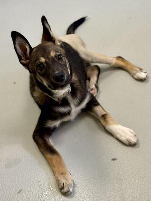 Arrow, Mixed Breed, puppy, available for adoption