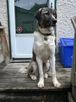 Lily, Mixed Breed, young, available for adoption
