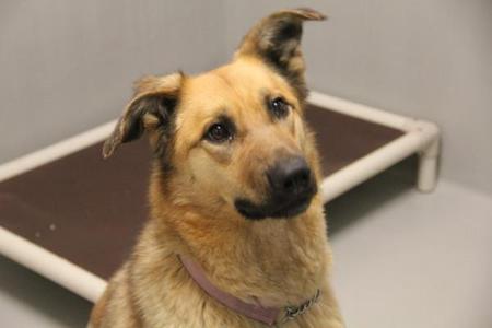 Abigail, Mixed Breed, adult, available for adoption