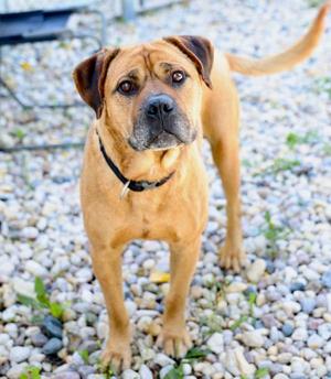 Chomper, Mixed Breed, adult, available for adoption