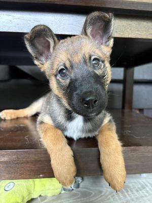 Howdy, Mixed Breed, puppy, available for adoption