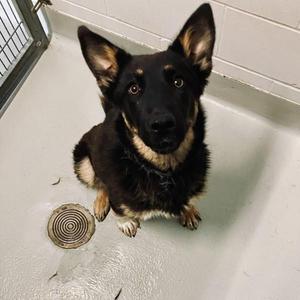Coco, Mixed Breed, young, available for adoption