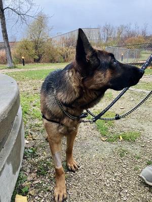 Harley, Mixed Breed, adult, available for adoption