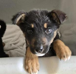 Dude, Mixed Breed, puppy, available for adoption