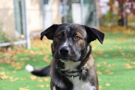 Maskwa, Mixed Breed, young, available for adoption