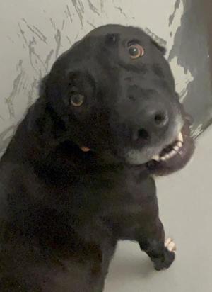 Karma, Mixed Breed, adult, available for adoption