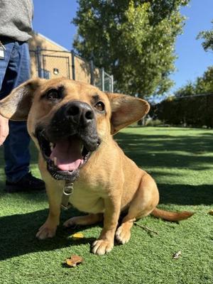 Mario, Mixed Breed, young, available for adoption