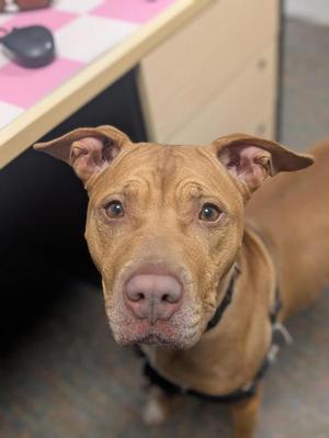 Penny, Mixed Breed, adult, available for adoption