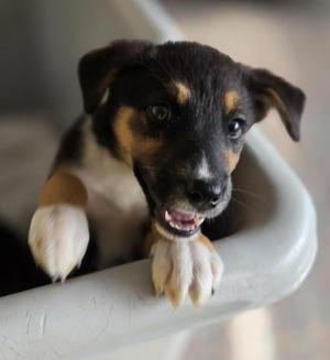 Pom Pom, Mixed Breed, puppy, available for adoption