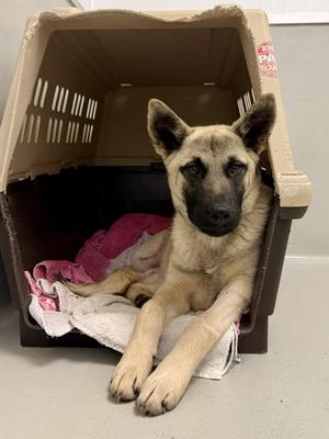 Mister, Mixed Breed, young, available for adoption