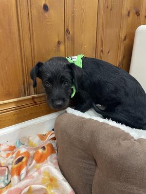 Ferb, Terrier, puppy, available for adoption