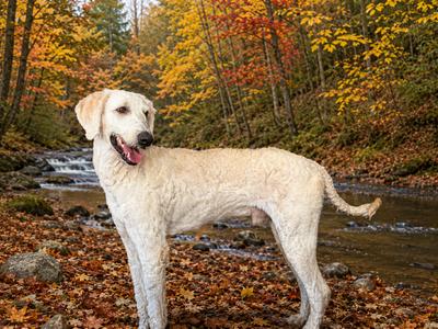 Charlie, Poodle (Standard) / Labrador Retriever, adult, available for adoption