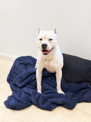 Drake, American Bulldog, adult, available for adoption