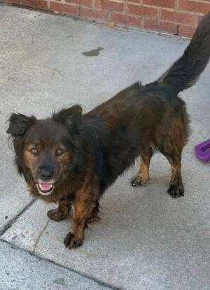 Roscoe, Shepherd, adult, available for adoption