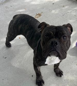 Hicks, Bulldog, young, available for adoption