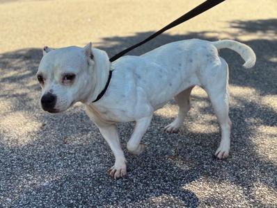 A white dog with black spots on its body is walking on a paved surface. The dog has a black collar and is attached to a black leash. The dog's ears are perked up, and it appears to be looking to the side. The background is a textured pavement with some shadows.