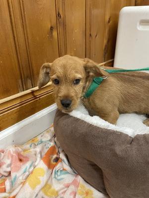 Phineas, Terrier, available for adoption
