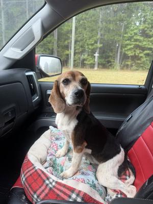 Quinnley, Beagle, young, available for adoption