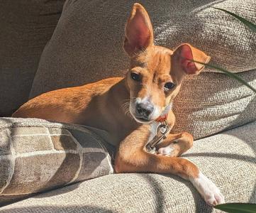 Taquito, Chihuahua / Rat Terrier, puppy, available for adoption