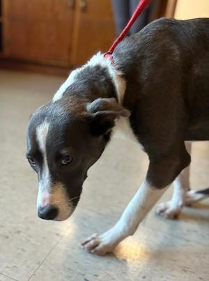 Salem, Terrier, available for adoption