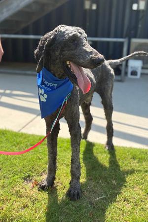 Nashville, Poodle (Standard), adult, available for adoption