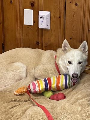 Nilla Wafer, Shepherd, young, available for adoption