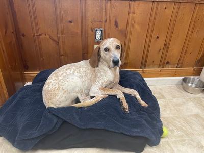 Cobbler, Coonhound, adult, available for adoption