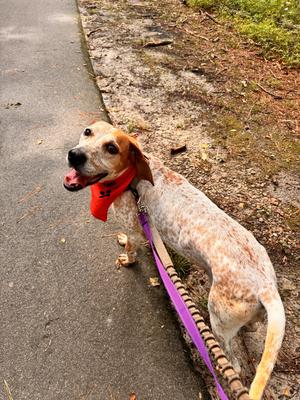 Cobbler, English Coonhound, adult, available for adoption